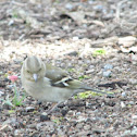 common chaffinch (female)