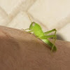 Green milkweed locust nymph