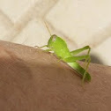 Green milkweed locust nymph