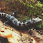 Marbled salamander