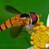 Hover Fly