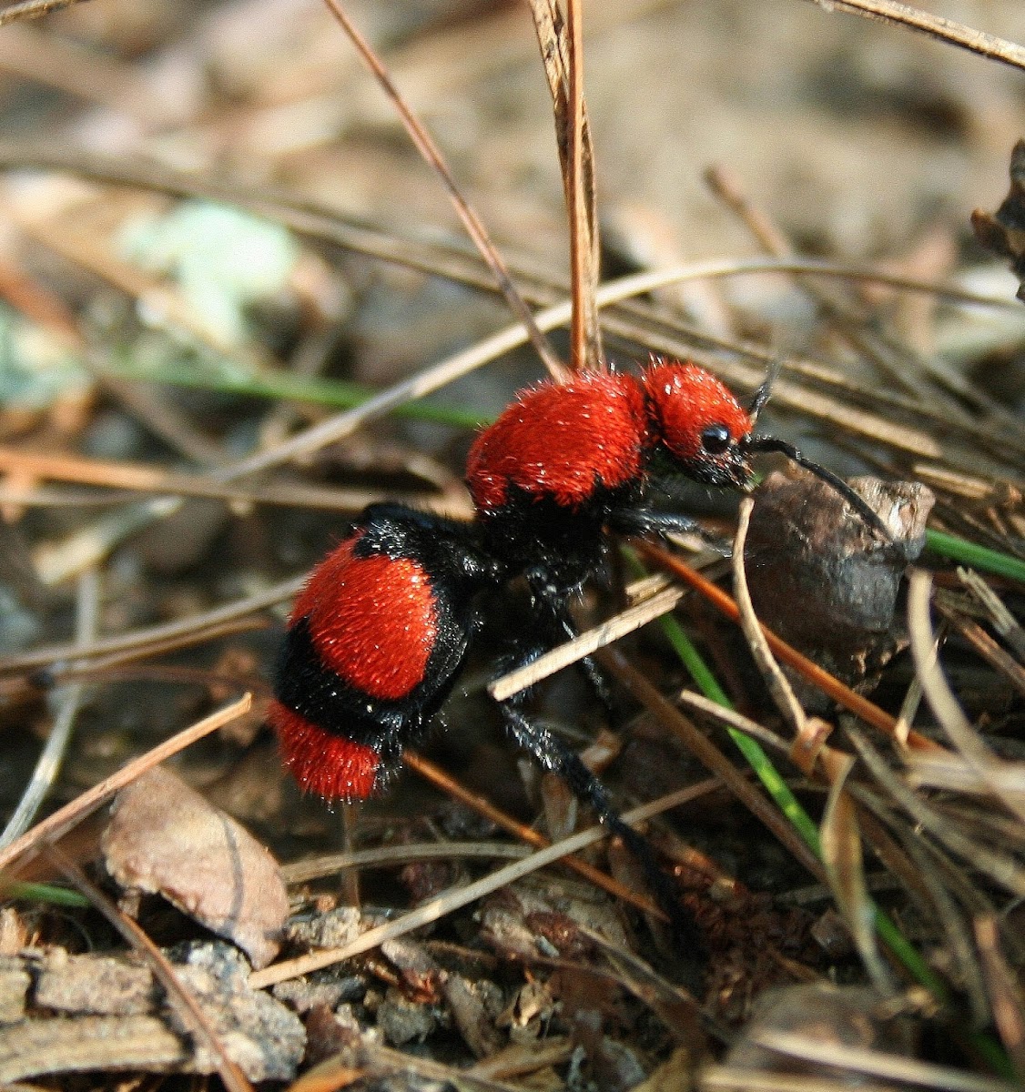 Red velvet ant (female)