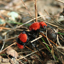 Red velvet ant (female)