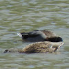 Mallard Duck (pair)