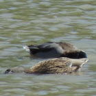 Mallard Duck (pair)