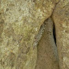 Turnip tailed Gecko