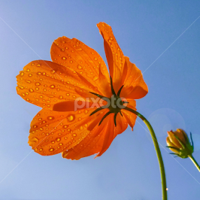 Rising Up  by MaSs Balasooriya - Flowers Flowers in the Wild