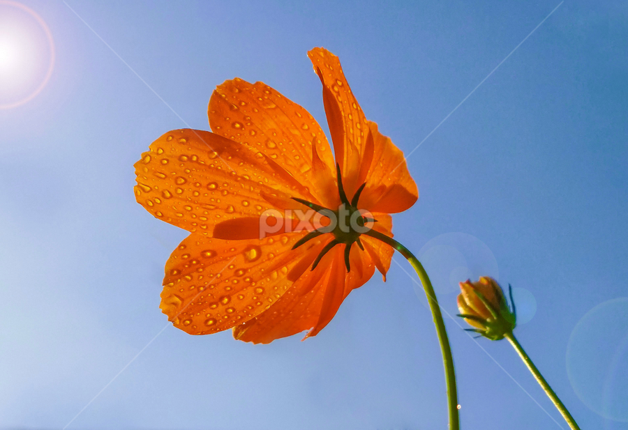 Rising Up  by MaSs Balasooriya - Flowers Flowers in the Wild