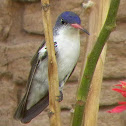 Violet-crowned Hummingbird