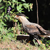 Southern Crested Caracara