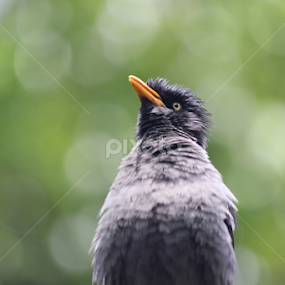 Angry bird by Johan Lithun - Animals Birds