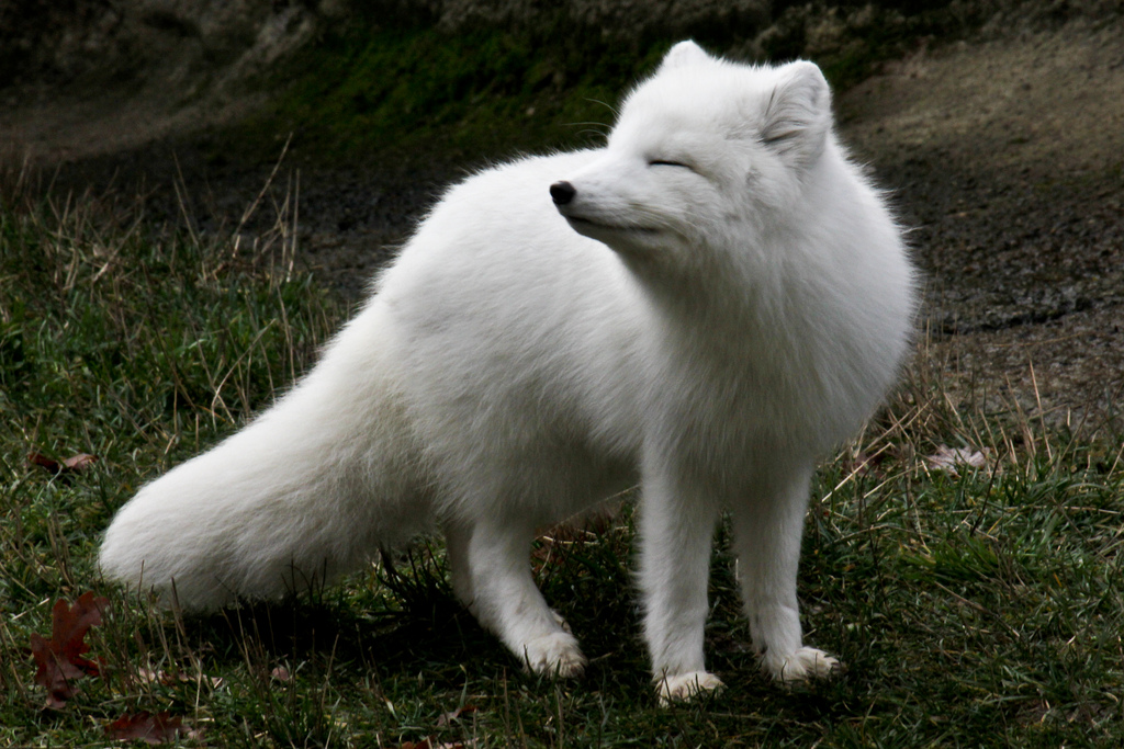 Arctic Fox