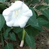 Angel trumpet