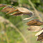 Sea Oats