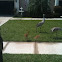 Sandhill Crane