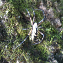 Black and Yellow Garden Spider