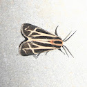 Harnassed Tiger Moth