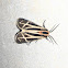 Harnassed Tiger Moth