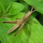 grasshopper