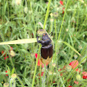 Stag beetle female