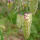 Great Quaking Grass