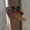 Eastern Comma buttterfly