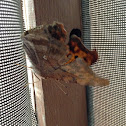 Eastern Comma buttterfly