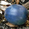 cassowary plum
