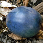 cassowary plum