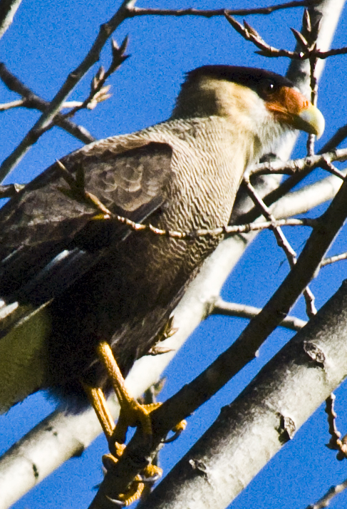 Traro, bird of prey, Chile