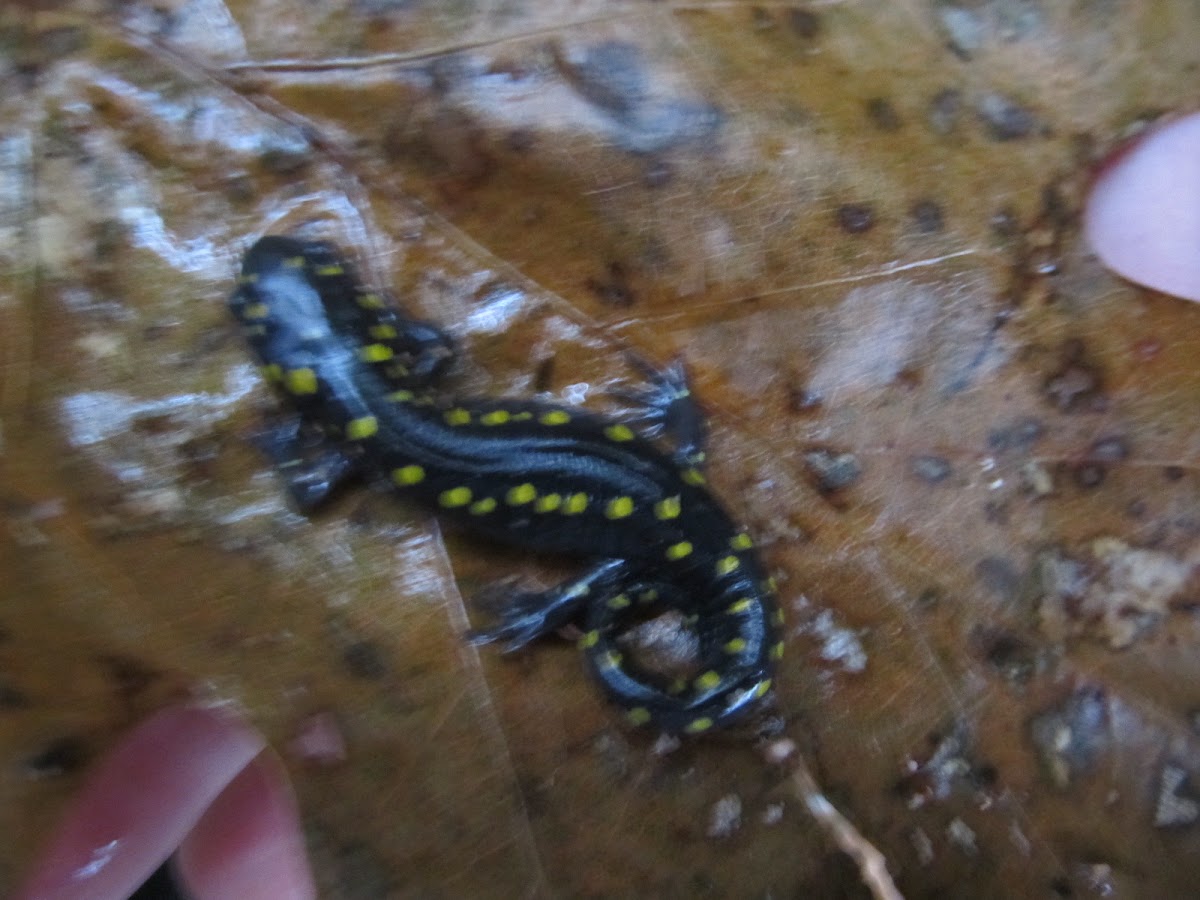 Yellow spoted salamander.