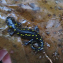 Yellow spoted salamander.