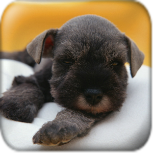 Cute Schnauzer Wallpaper.apk 1.0.1