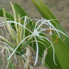 Spider lily