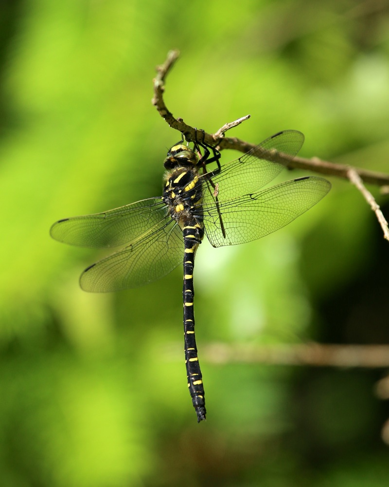 Golden-ringed Dragonfly | Project Noah