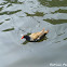 Common Moorhen