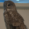 Great Gray Owl (female)