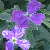 Bicolor matthiola (cultivar)