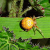 Marble Orb Spider
