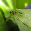 Conopid fly