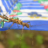 juvenile stick insect