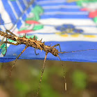 juvenile stick insect