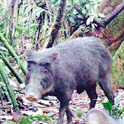 White-lipped peccary