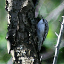 Brown Creeper