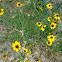 Plains coreopsis