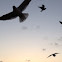 Laughing Gulls