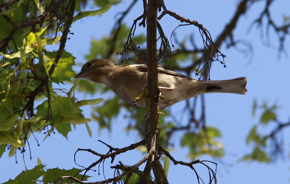 Common Chaffinch / Buchfink (female)