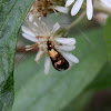 Longhorn Fairy Moth -male