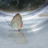 Eastern Tailed Blue