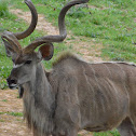 Greater Kudu (male)